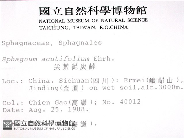 銳葉泥炭蘚藏品圖，第2張