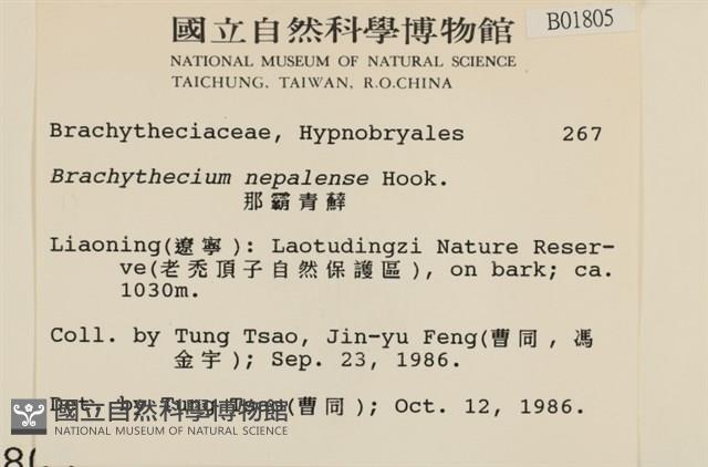 那霸青蘚藏品圖，第2張