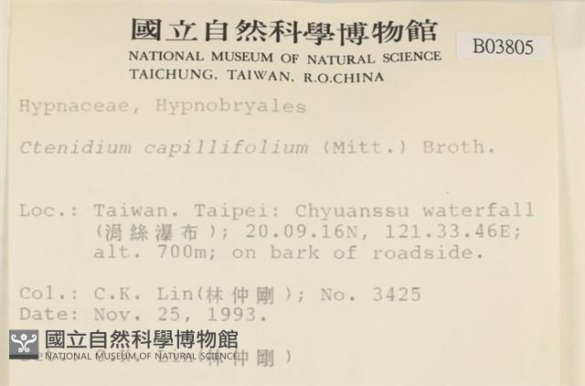 細葉櫛葉蘚, 毛葉梳蘚藏品圖，第2張