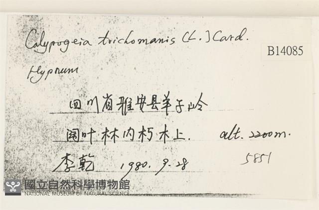 三角葉護蒴苔藏品圖，第2張