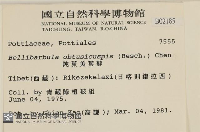 鈍葉美葉蘚藏品圖，第2張