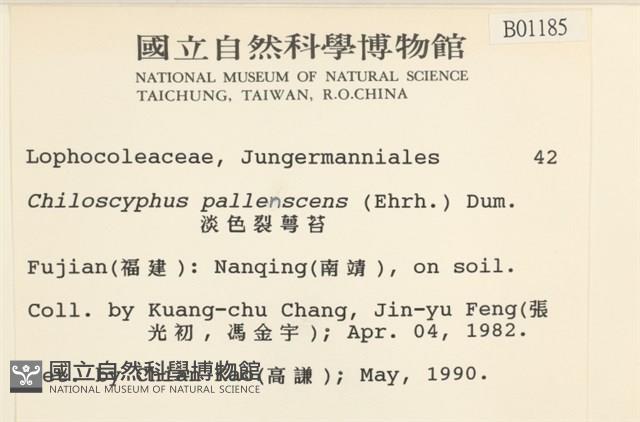 淡色裂萼苔藏品圖，第2張