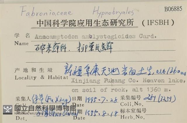 柳葉反齒蘚藏品圖，第2張