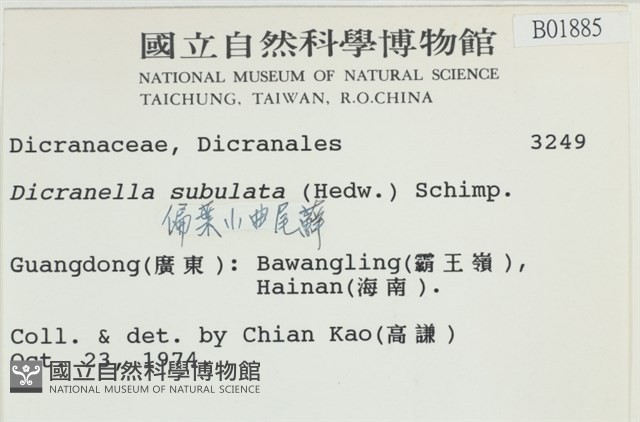 偏葉小曲尾蘚藏品圖，第2張