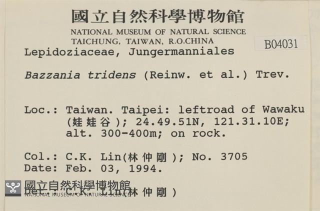 鞭苔,三裂鞭苔藏品圖，第2張