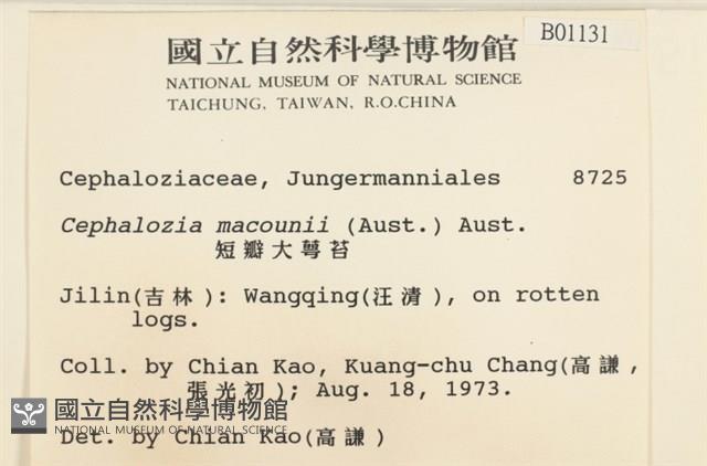 短瓣大萼苔藏品圖，第2張