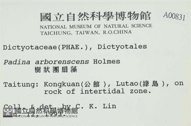 樹狀團扇藻藏品圖，第2張