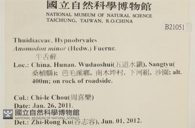 小牛舌蘚藏品圖，第2張