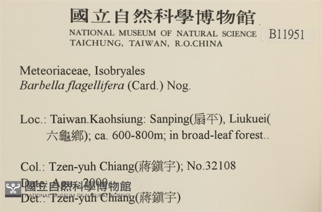 鞭枝懸蘚藏品圖，第2張