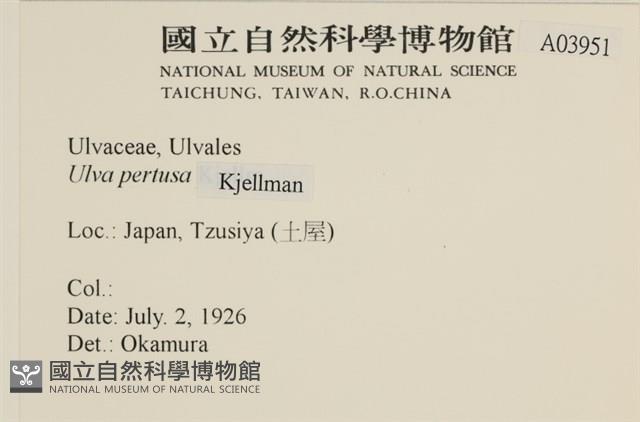 石蓴藏品圖，第2張