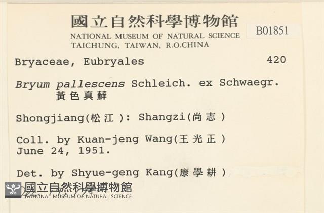 黃色真蘚藏品圖，第2張