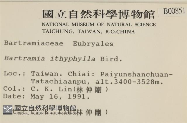 直葉珠蘚藏品圖，第2張