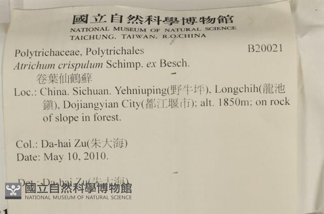 卷葉仙鶴蘚藏品圖，第2張