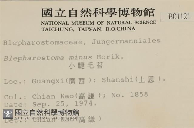 小睫毛苔藏品圖，第2張