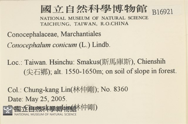 蛇苔藏品圖，第2張