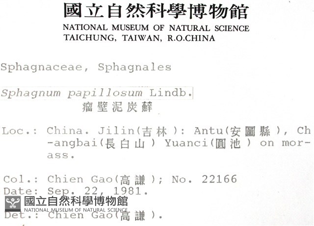 瘤壁泥炭蘚藏品圖，第2張