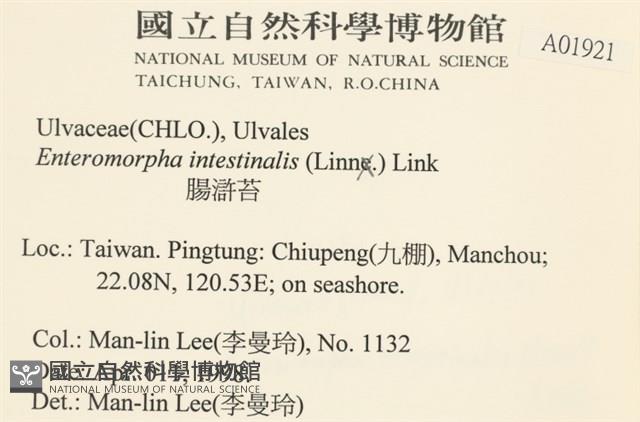 腸滸苔, 河石髮藏品圖，第2張