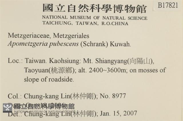 毛擬叉苔藏品圖，第2張