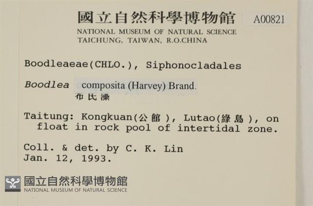 布氏藻藏品圖，第2張