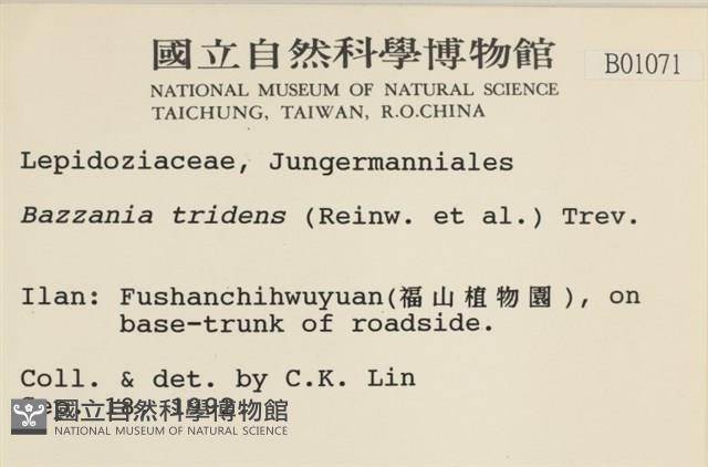 鞭苔,三裂鞭苔藏品圖，第2張
