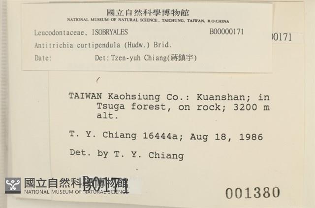 臺灣逆毛蘚藏品圖，第2張