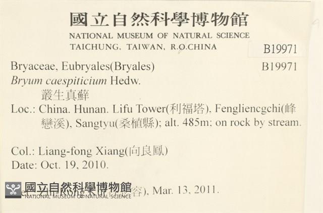 叢生真蘚藏品圖，第2張