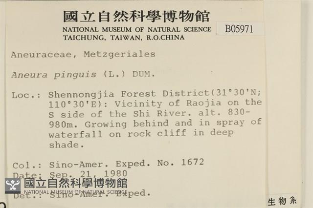 綠片苔藏品圖，第2張