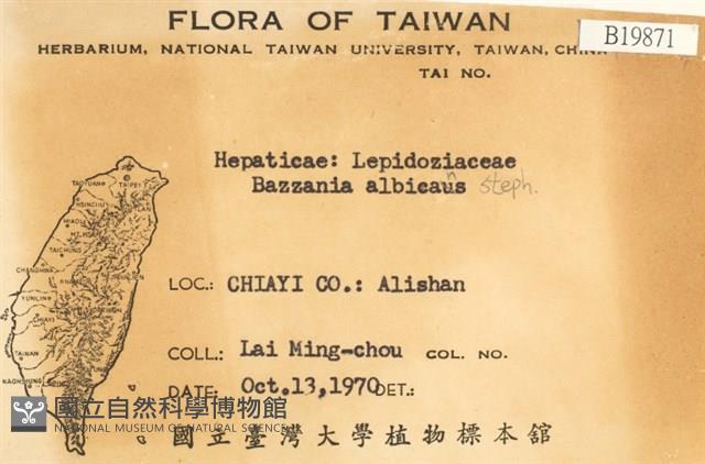 白鞭苔藏品圖，第2張