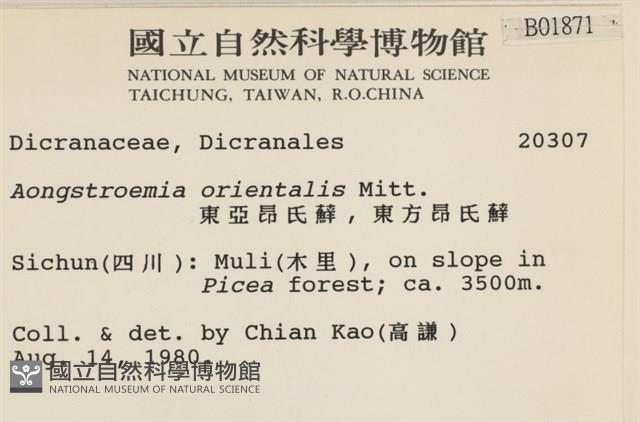 東亞昂氏蘚,東方昂氏蘚藏品圖，第2張