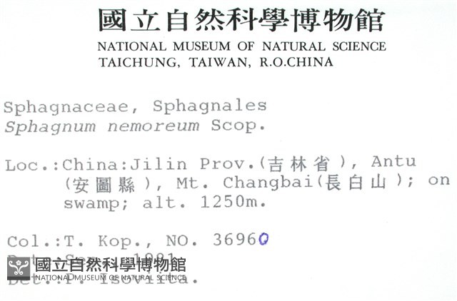 尖葉泥炭蘚藏品圖，第2張