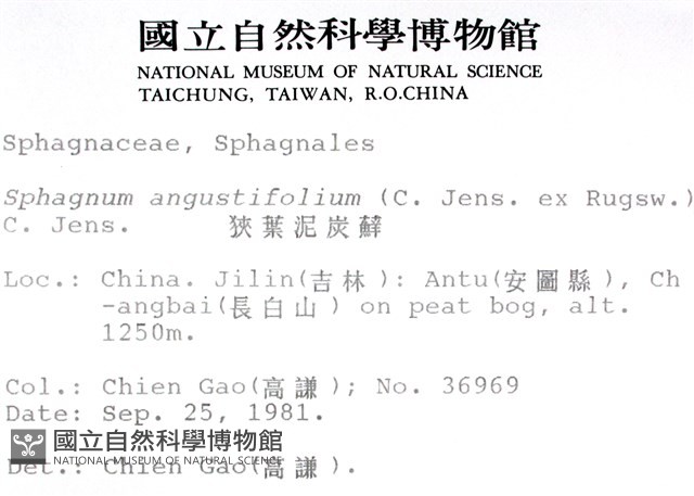 狹葉泥炭蘚藏品圖，第2張