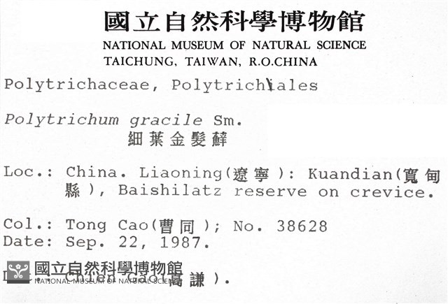 細葉金髮蘚藏品圖，第2張