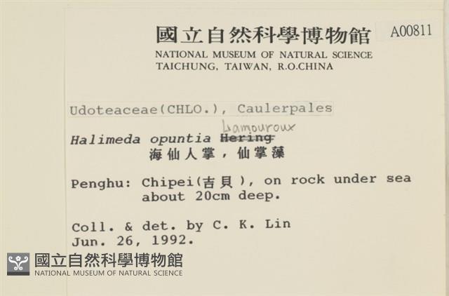 仙掌藻, 海仙人掌藏品圖，第2張
