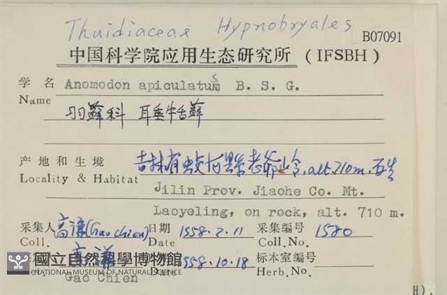 耳垂牛舌蘚藏品圖，第2張