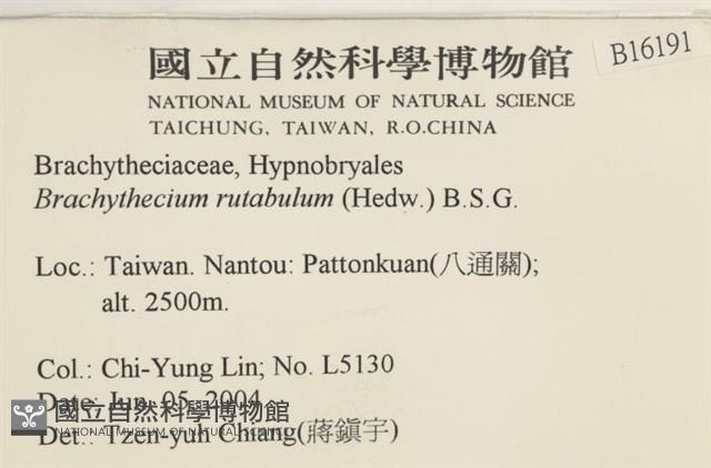 卵葉青蘚藏品圖，第2張