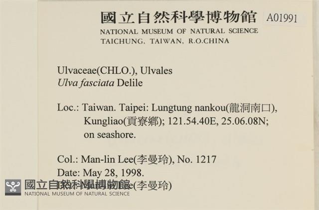 長片石蓴, 裂片石蓴藏品圖，第2張