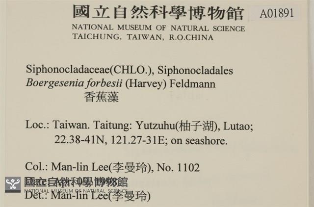 曲玉藻, 香蕉菜, 玉茄藻藏品圖，第2張