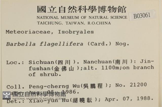 鞭枝懸蘚藏品圖，第2張