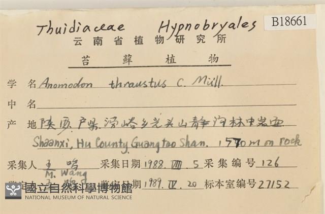 偏葉白齒蘚藏品圖，第2張