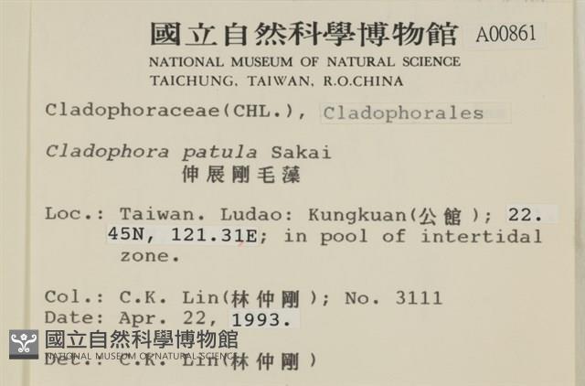 伸展剛毛藻藏品圖，第2張