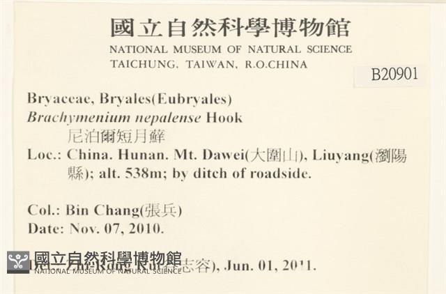 那霸短月蘚藏品圖，第2張