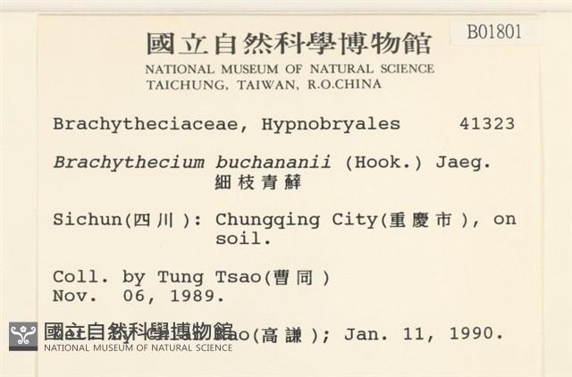 細枝青蘚藏品圖，第2張
