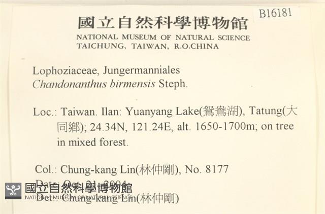 全緣廣萼苔藏品圖，第2張