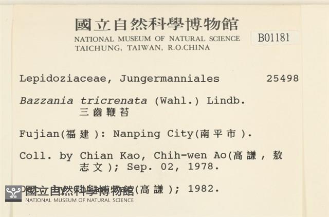 三齒鞭苔藏品圖，第2張