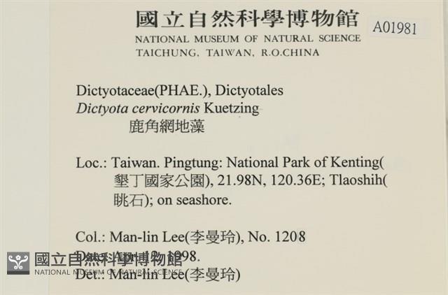 鹿角網地藻藏品圖，第2張