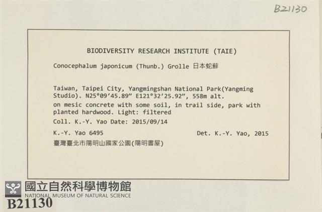 日本蛇苔藏品圖，第2張