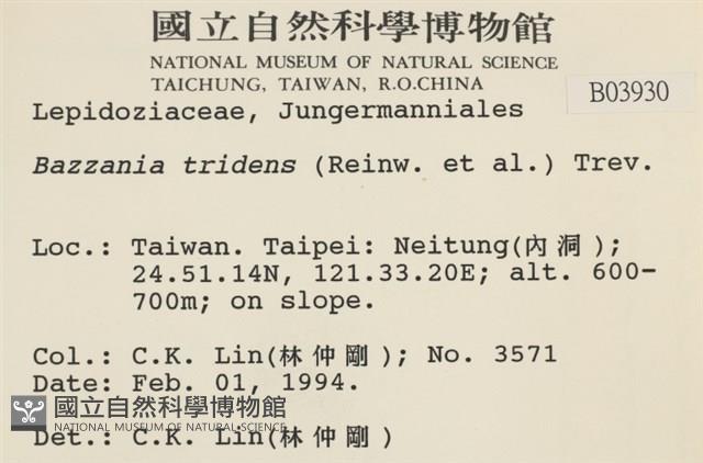 鞭苔,三裂鞭苔藏品圖，第2張