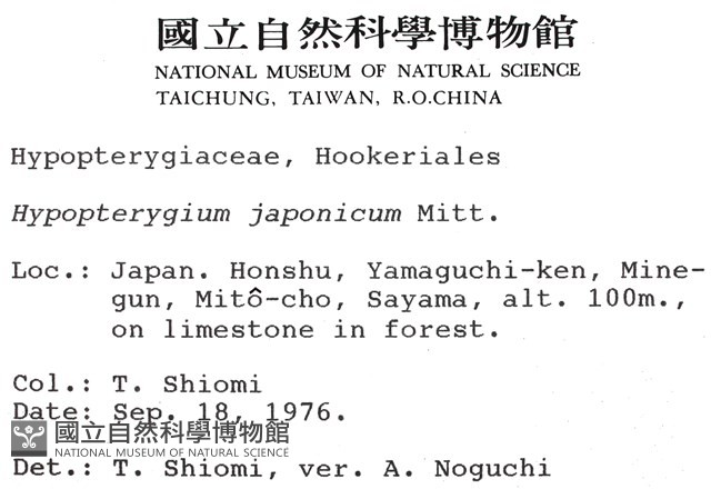 日本孔雀蘚藏品圖，第2張