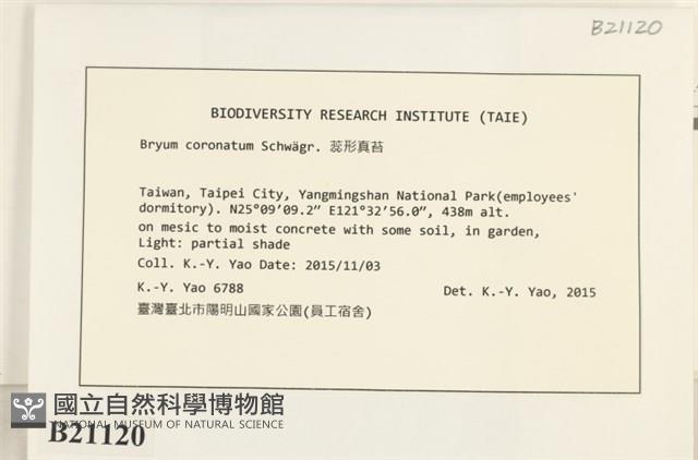 蕊形真蘚藏品圖，第2張