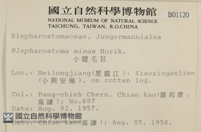 小睫毛苔藏品圖，第2張